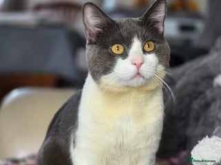 British Shorthair cats British shorthair male looking for a new home - Advert 1