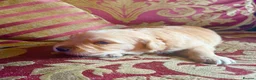 Golden Retriever dogs for sale: Beautiful Singleton Boy Ready to leave - Advert 11