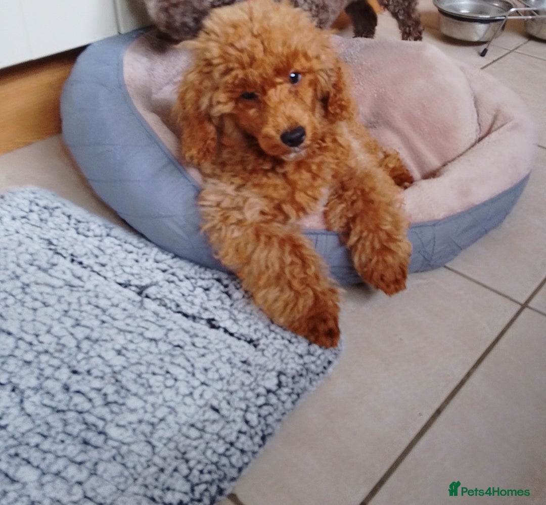 Toy Poodle dogs for sale: Toy poodle KC reg vaccinated  in Sleaford - Image 4
