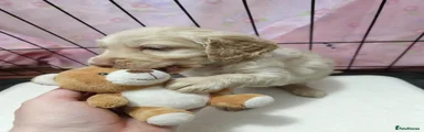 Cockapoo 5