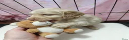 Cockapoo dogs for sale: Beautiful Cockapoo Pups Looking for Loving Homes in Guildford - Advert 3