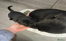 Staffordshire Bull Terrier dogs for sale: Staffordshire Bull Terrier Puppies 2Boys Available - Advert 10