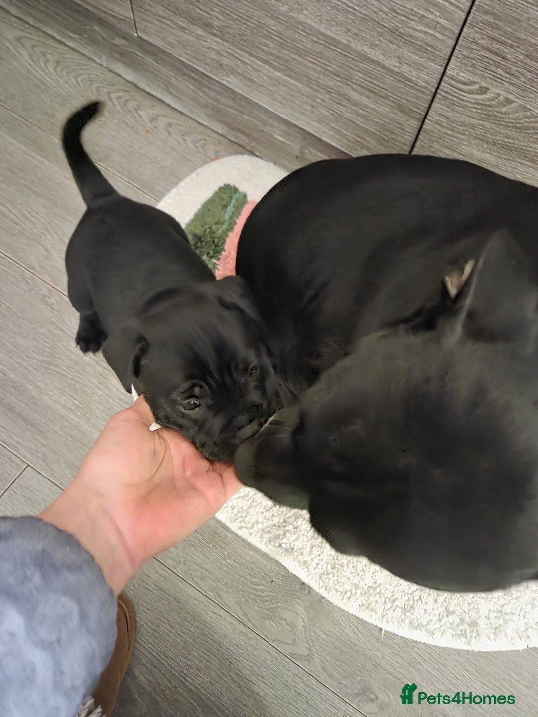 Staffordshire Bull Terrier dogs for sale: Staffordshire Bull Terrier Puppies 2Boys Available - Advert 10