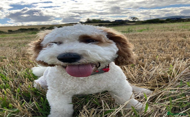 Labradoodle dogs - Advert 4