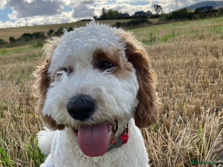 Labradoodle dogs - Advert 1