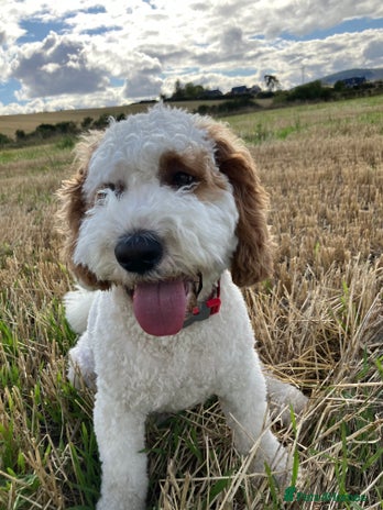 Labradoodle dogs For stud - Advert 1