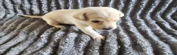 Labrador Retriever dogs for sale: Labrador Puppies - Advert 16