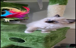 Ragdoll cats for sale: The most beautiful and adorable Ragdoll kittens  - Image 38