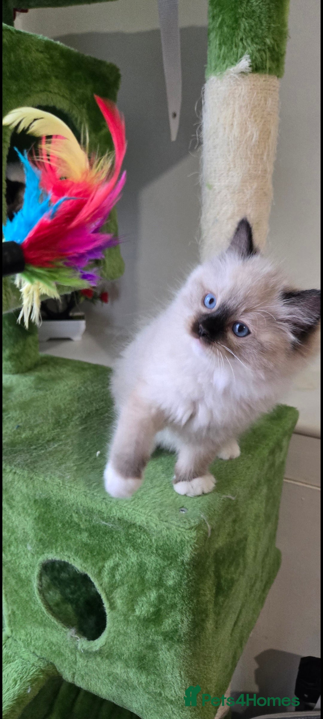 Ragdoll cats for sale: The most beautiful and adorable Ragdoll kittens  - Image 38