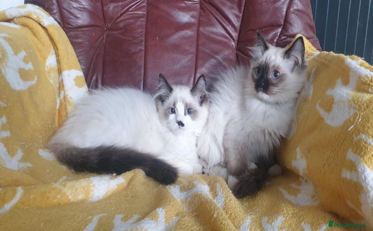 Ragdoll cats - Advert 2