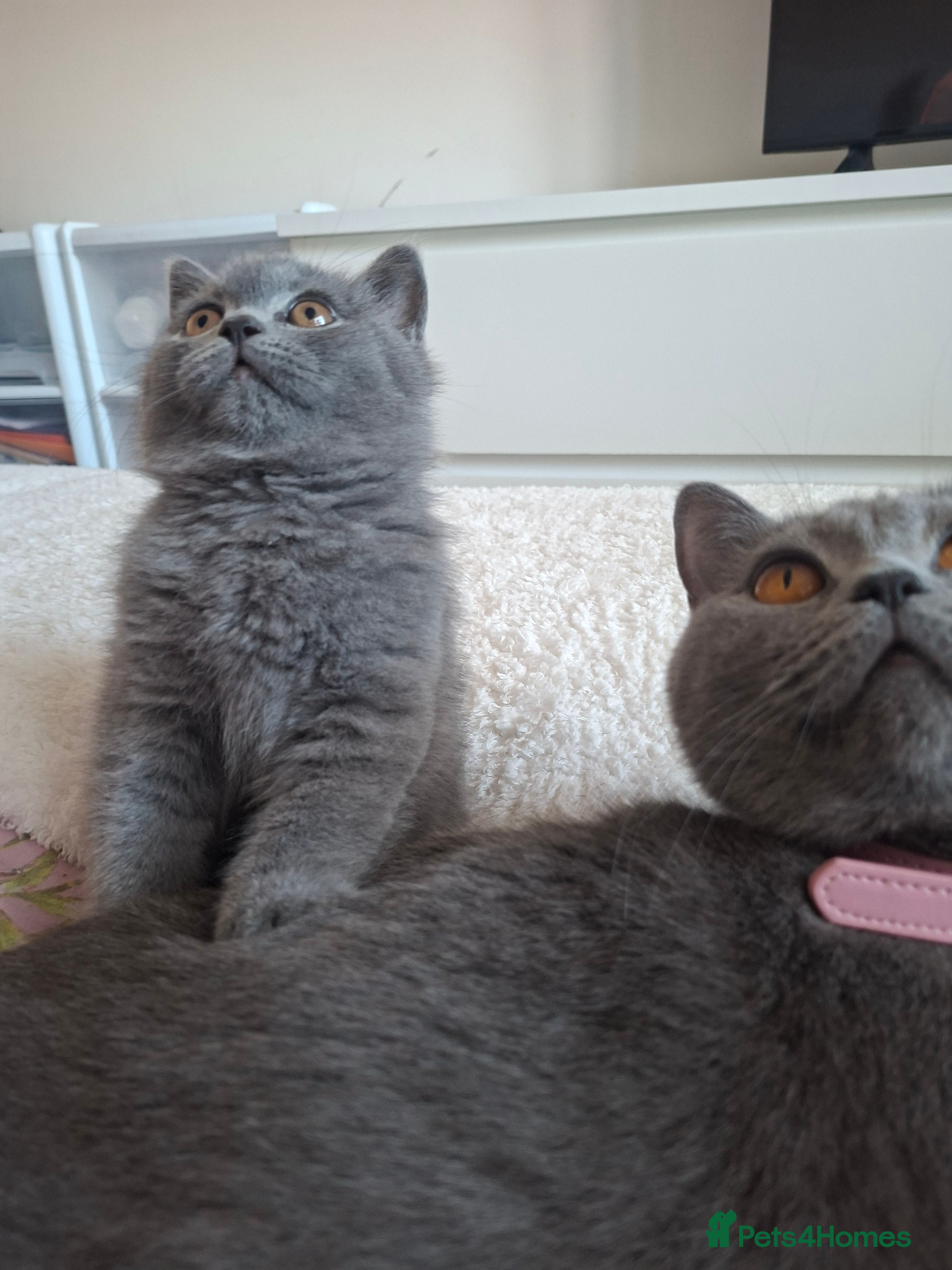 British Shorthair cats BSH only one blue boy available GCCF registered 🌟 - Advert 8