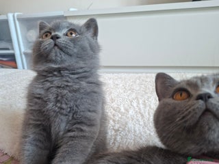 British Shorthair cats BSH only one blue boy available GCCF registered 🌟 - Advert 8