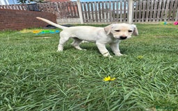 Labrador Retriever dogs for sale: KC Registered+Health checked Labrador puppies! in Rotherham - Image 9