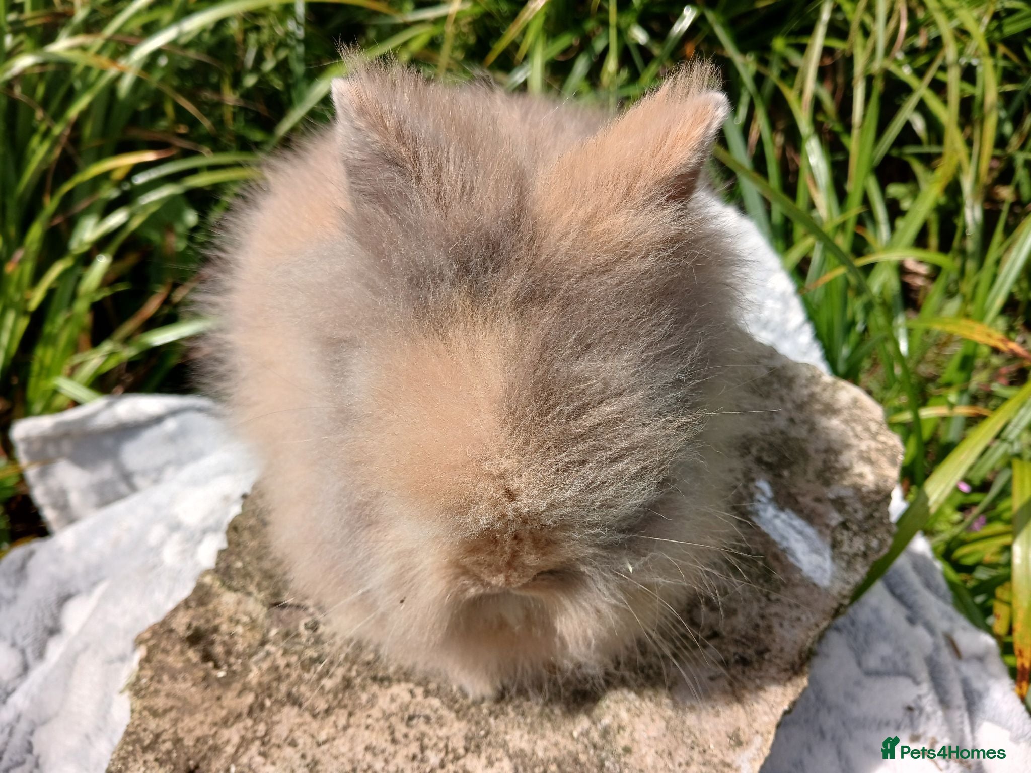 Lionhead rabbits Stunning DM Lionhead baby rabbits - Advert 7