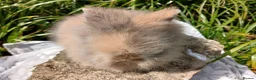 Lionhead rabbits for sale: Stunning DM Lionhead baby rabbits - Advert 3