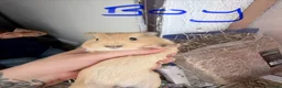 Guinea Pig rodents for sale: 16 baby guinea pigs - Advert 29