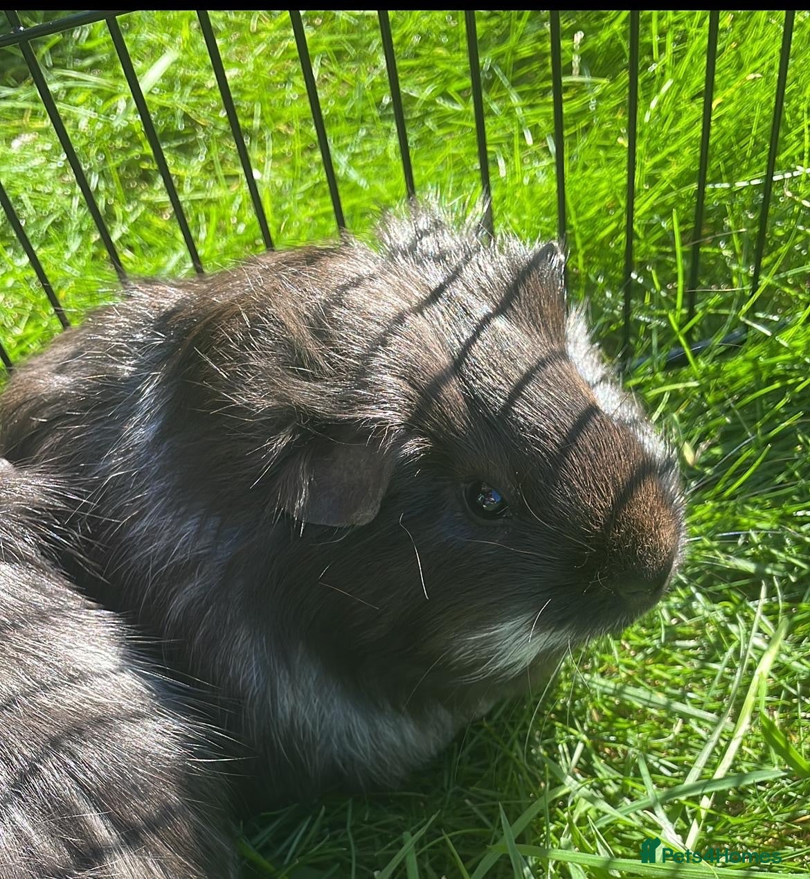 Guinea Pig rodents FREE Two lovely boys looking for a home  - Advert 1