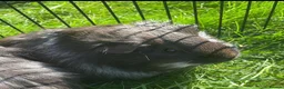 Guinea Pig rodents for sale: FREE Two lovely boys looking for a home  in Bridlington - Advert 1