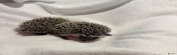 Pygmy Hedgehog rodents for sale: African Pygmy hedgehog babies for sale in Redruth - Advert 6