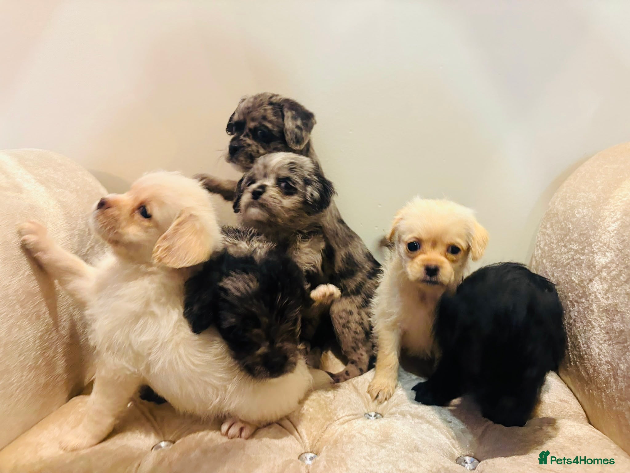 Pugapoo dogs Stunning pugapoo puppies  - Advert 1