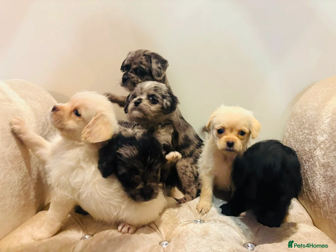 Pugapoo dogs for sale: Stunning pugapoo puppies  - Advert 1