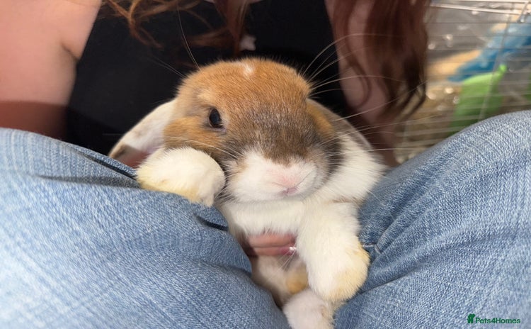 Dwarf Lop rabbits - Advert 1