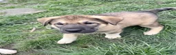 Siberian Husky dogs for sale: REDUCED!! READY TO LEAVE NOW.HUSKY PUPPIES - Advert 2