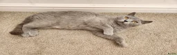 British Shorthair cats for sale: Silver Champion Line British Shorthair - Advert 19