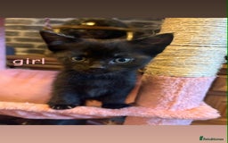 Domestic Shorthair cats for sale: Kittens for sale mother is half maine coon - Image 5