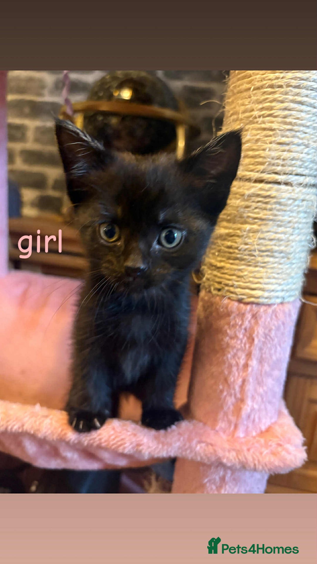 Domestic Shorthair cats for sale: Kittens for sale mother is half maine coon - Image 5