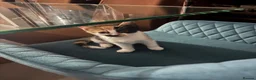 British Longhair cats for sale: 4 British shorthair kittens - Advert 13