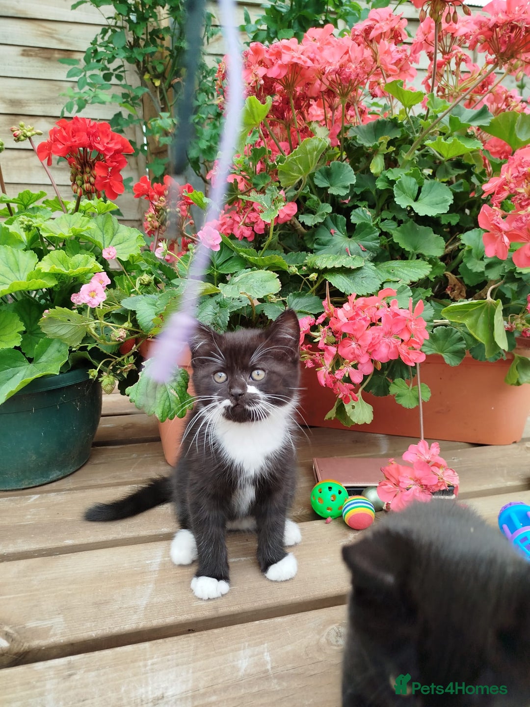 British Shorthair cats for sale: Beautiful kitten  - Image 2