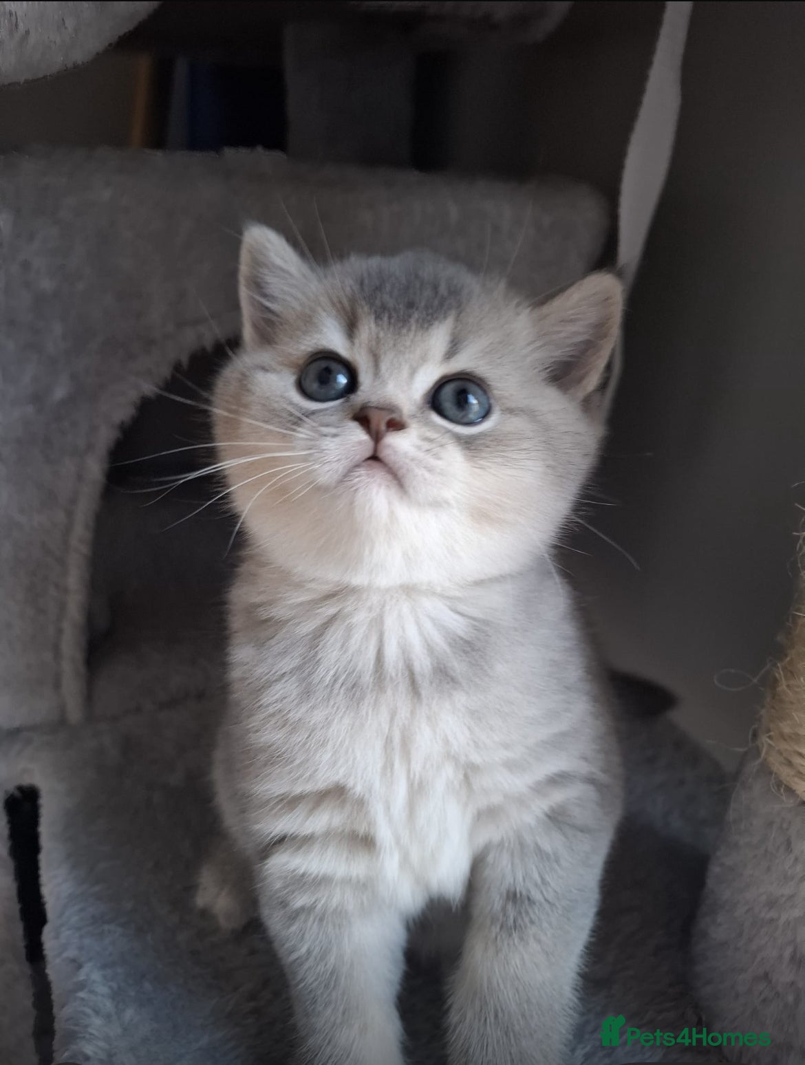 British Shorthair cats Female British shorthair female  - Advert 1