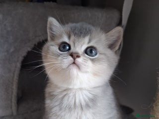 British Shorthair cats Female British shorthair female - Advert 1