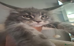 Maine Coon cats for sale: Xxl pure mainecoons  - Image 5