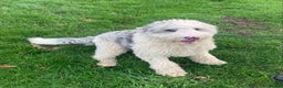 Sheepadoodle dogs for sale: Medium Size Sheepadoodle F1b.  - Advert 10