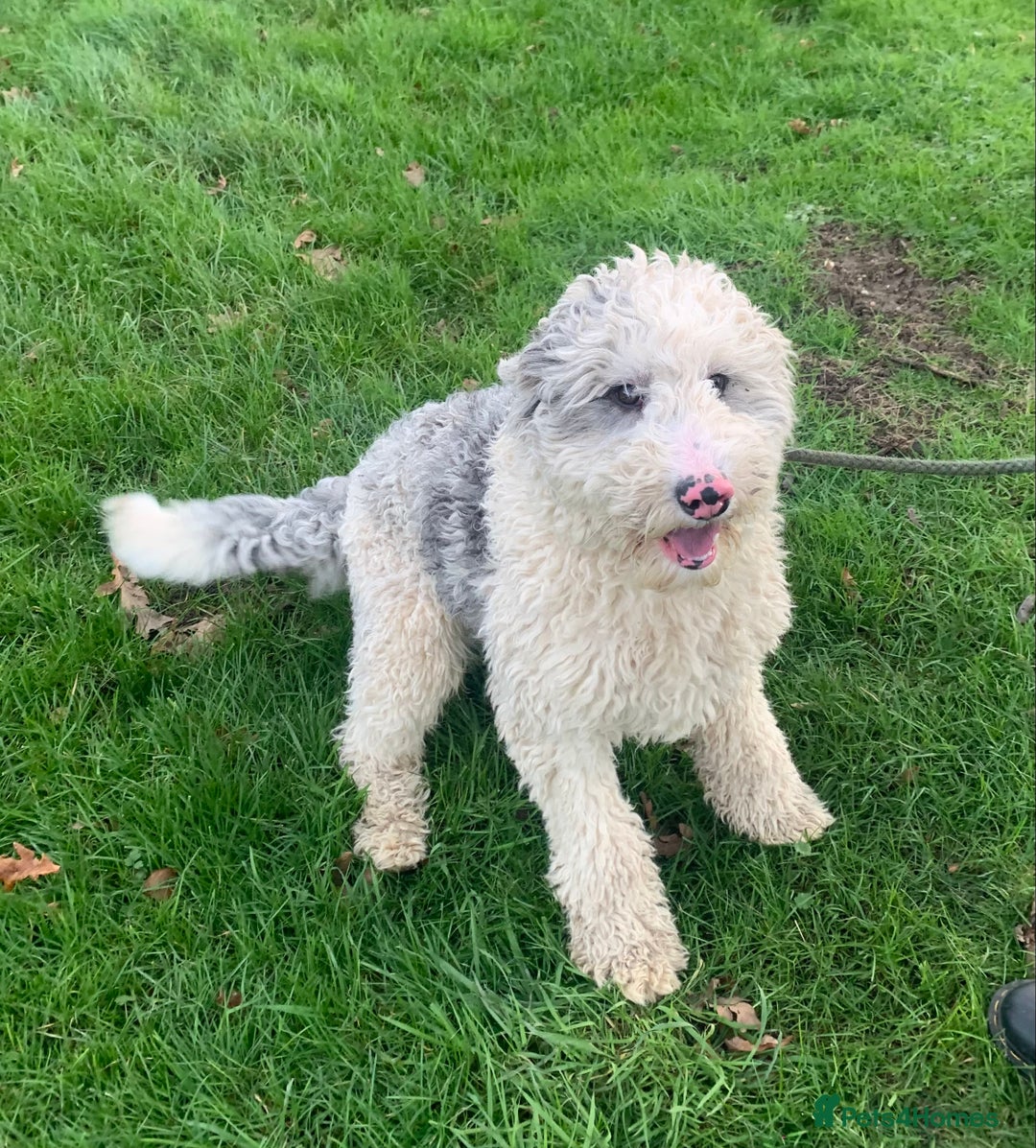 Sheepadoodle dogs for sale: Medium Size Sheepadoodle F1b.  - Advert 10