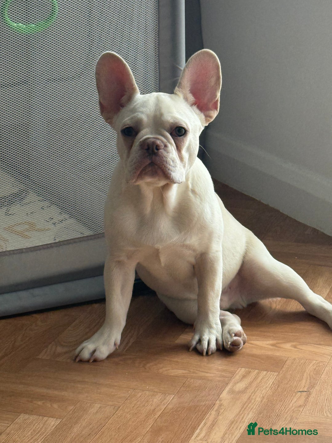 French Bulldog dogs for sale: Platinum Male Frenchie  - Advert 3