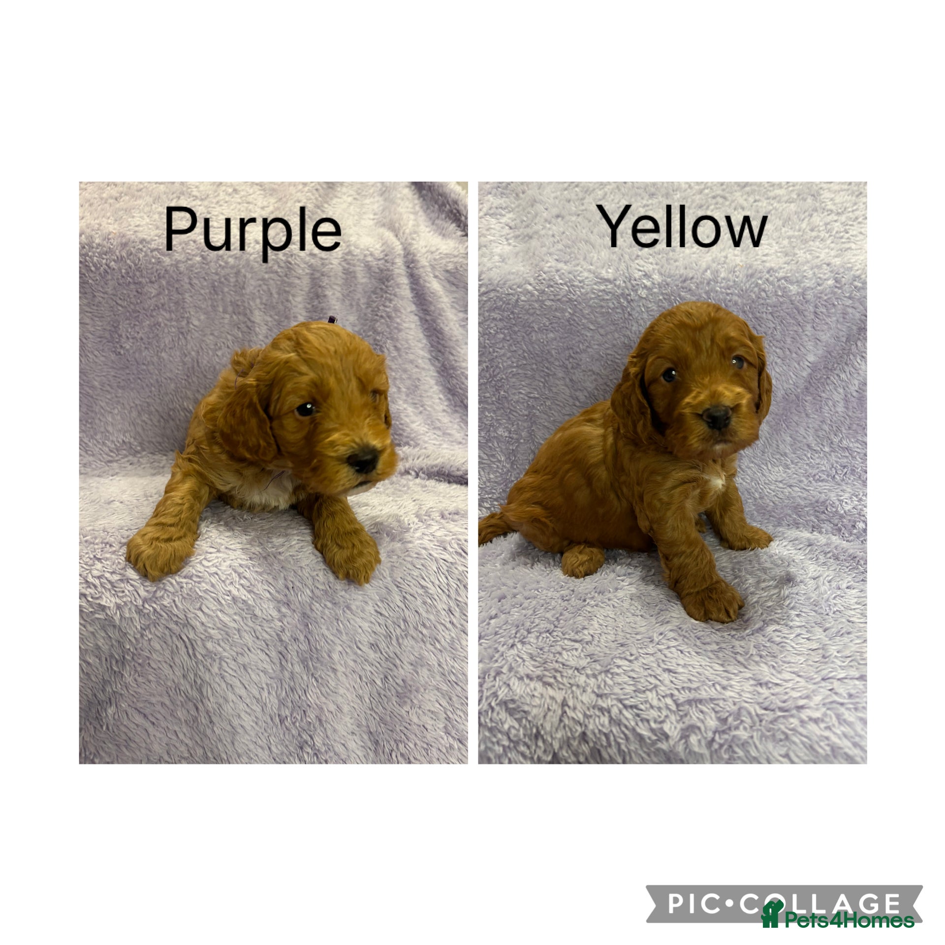 Cockapoo dogs 2 Male Cockapoo Puppies remaining  - Advert 15