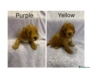 Cockapoo dogs 2 Male Cockapoo Puppies remaining - Advert 1