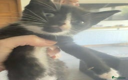 Mixed Breed cats for sale: Beautiful Litter of 4 kittens  - Image 15