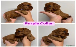 Cavalier King Charles Spaniel dogs for sale: GORGEOUS KC KING CHARLES CAVALIER PUPPYS - Image 4
