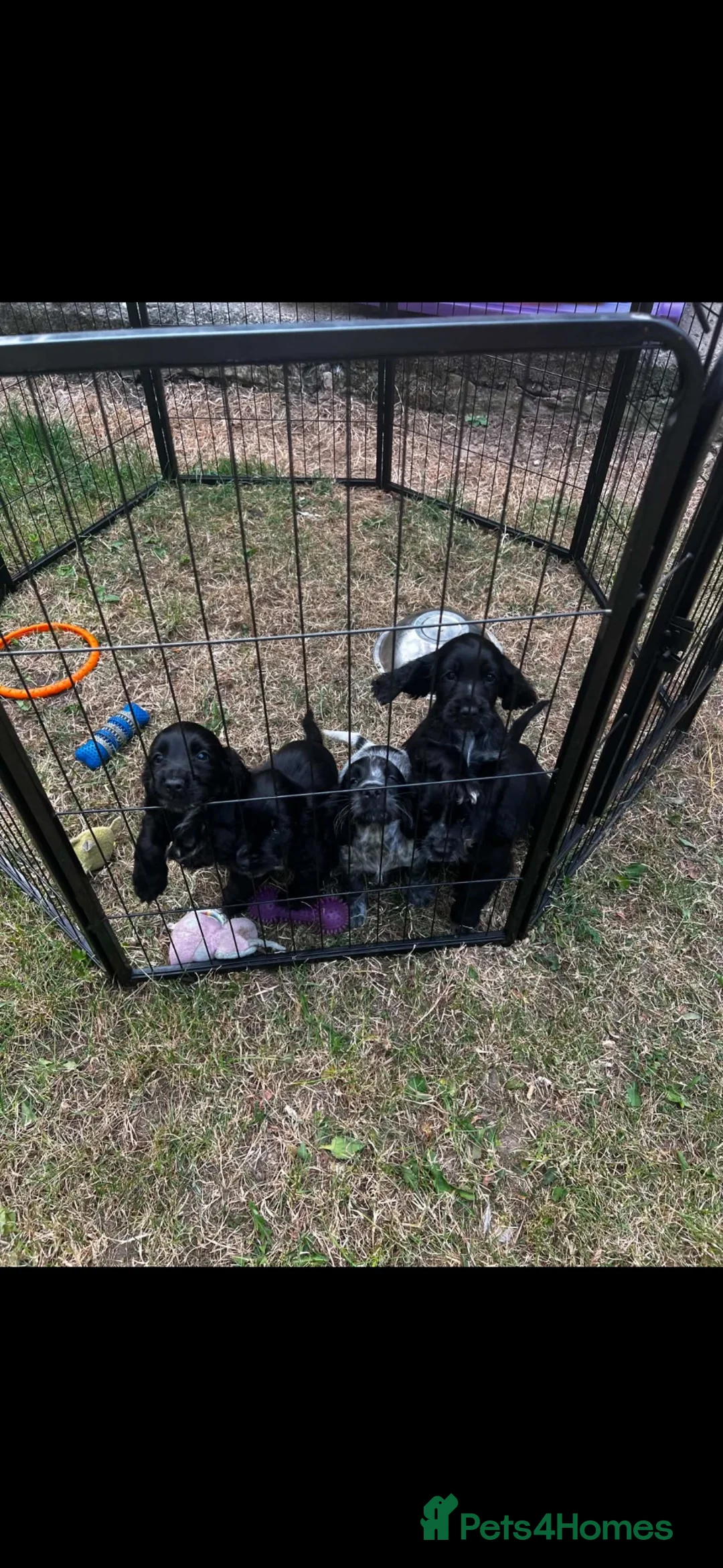 Cocker Spaniel dogs for sale: Lovely spaniel boys  - Advert 1
