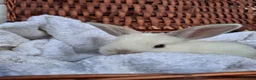 Mini Lop rabbits for sale: 6x Pure breed mini lop baby rabbits - Advert 20