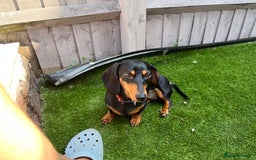 Dachshund dogs for sale: Beautiful Black and Tan - Image 2