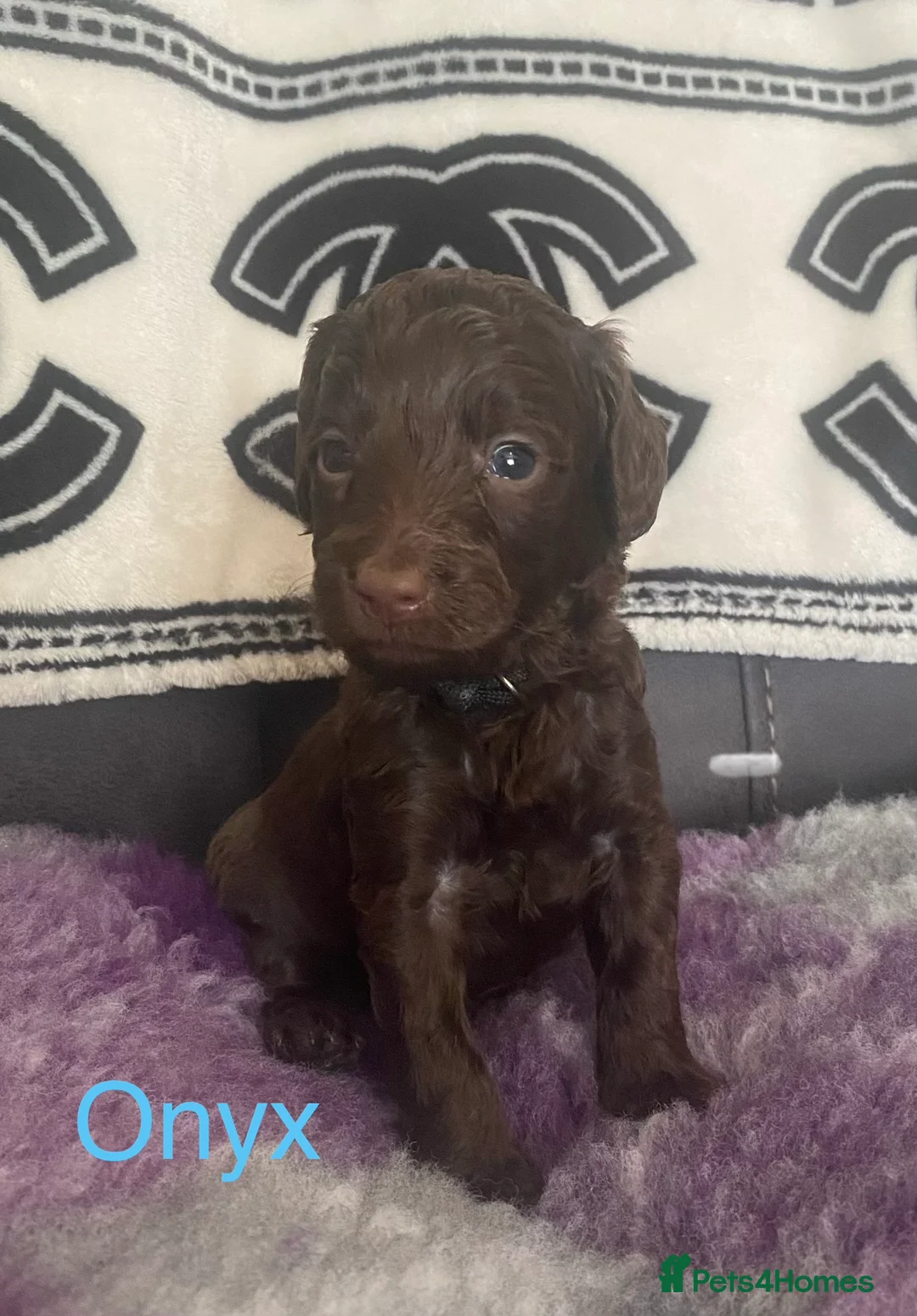 Cockapoo dogs for sale: Beautiful F1b cockapoos - Advert 2