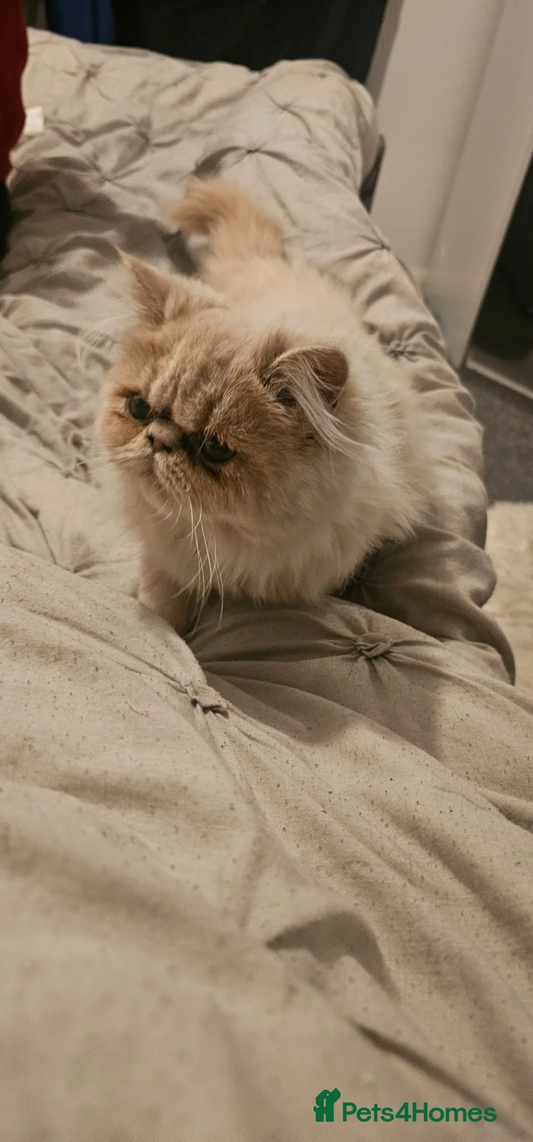 Persian cats for sale: Persian  **  male cat - Advert 2