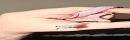Corn Snake reptiles for sale: Scaleless anerys and anery cornsnakes  - Advert 2
