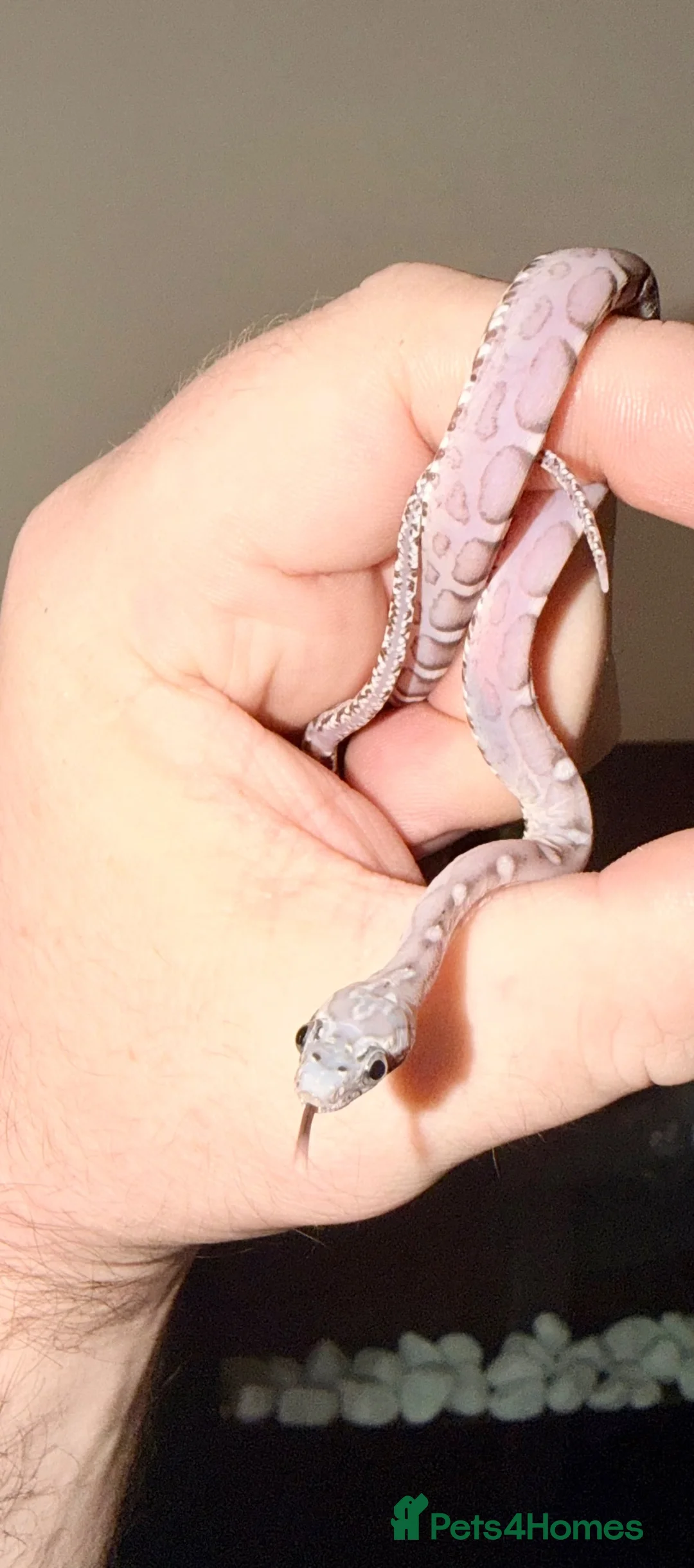 Corn Snake reptiles for sale: Scaleless anerys and anery cornsnakes  - Advert 2