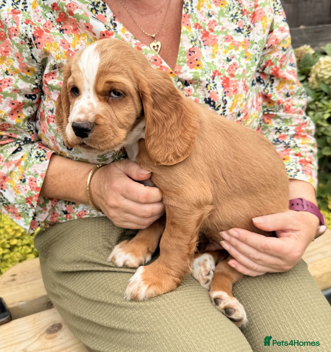Sprocker dogs for sale: Sprockers For Sale  - Image 4